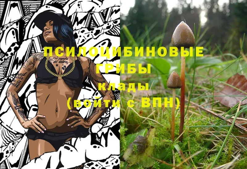 закладка  Гатчина  Псилоцибиновые грибы Psilocybe 